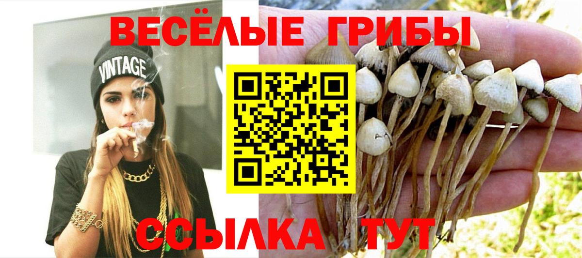 Псилоцибиновые грибы Psilocybe  Гусиноозёрск 